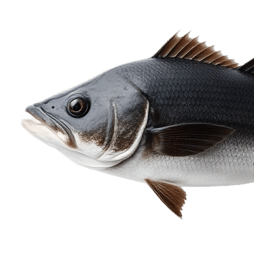 Black Cod