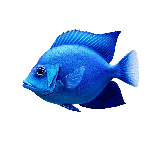 Blue Angelfish
