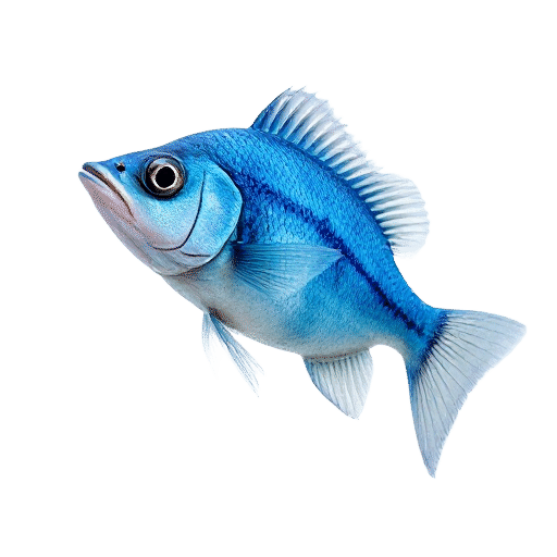Blue Devil Damsel