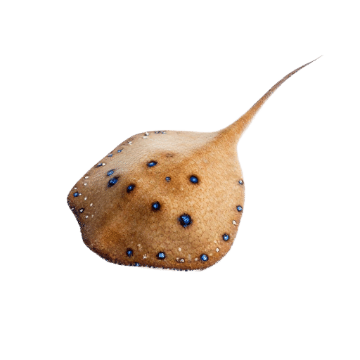 Blue Spotted Stingray
