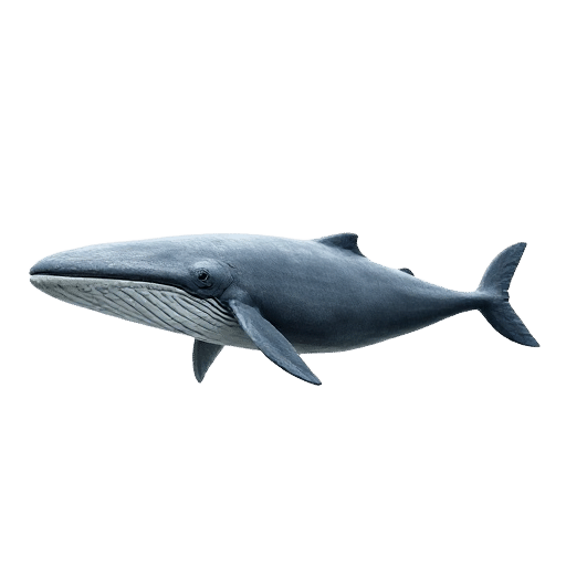 Bowhead Whale
