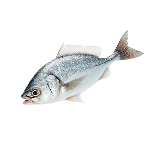 Bonito