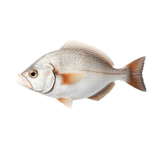 California Halibut
