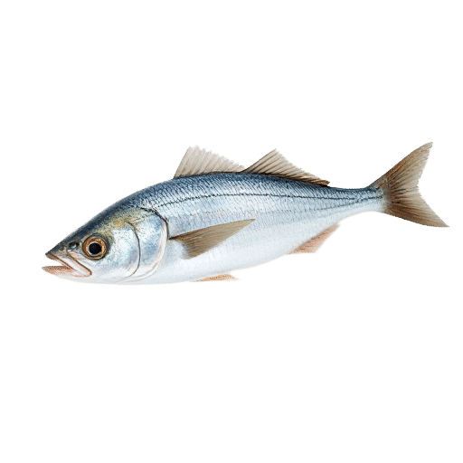 Capelin