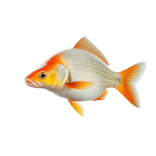 Carp