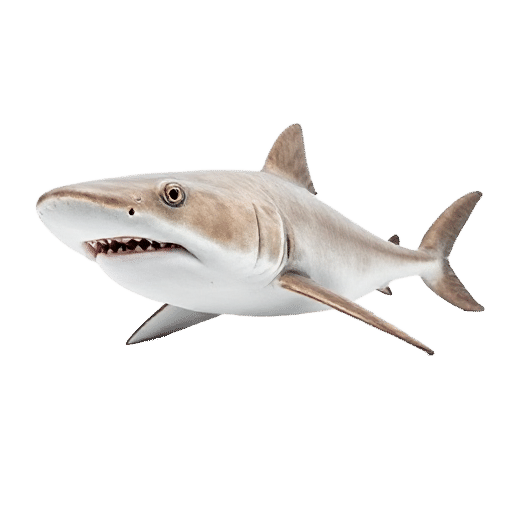 Catshark