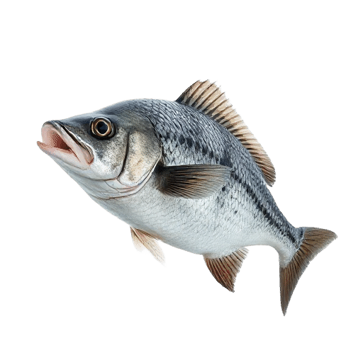 Coalfish