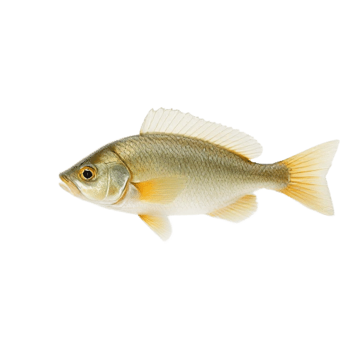 Colias