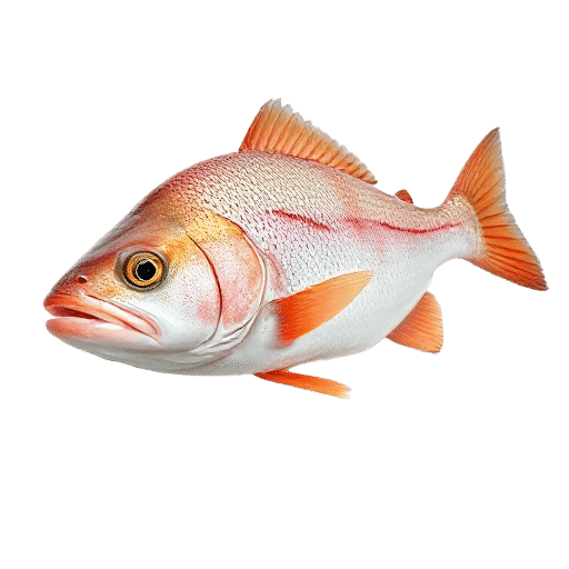 Coral Trout