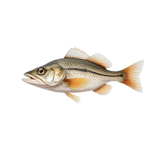 Croaker