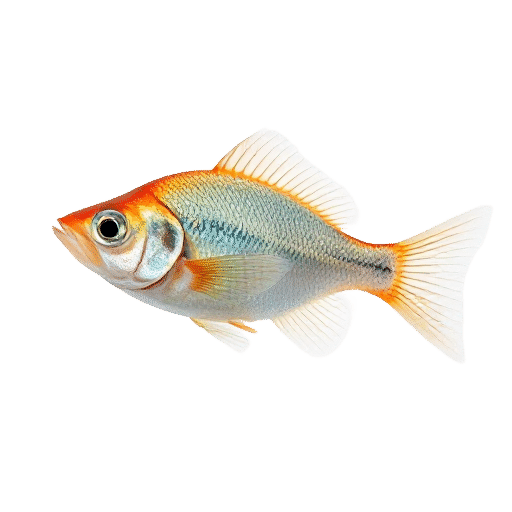 Danio