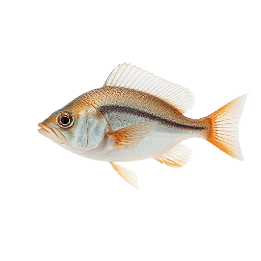 Dartfish
