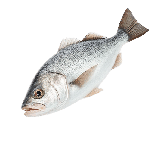 European Seabass