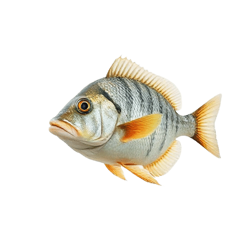 Filefish