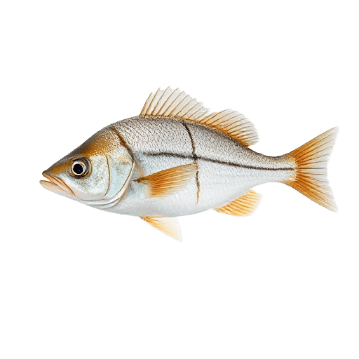 Four lined Threadfin