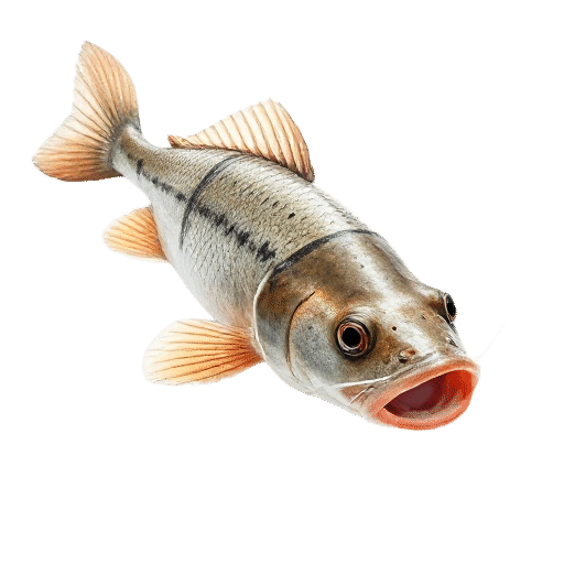 Freshwater Catfish