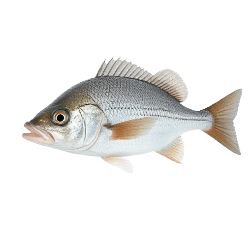 Gray Mullet
