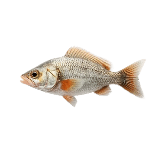 Guan