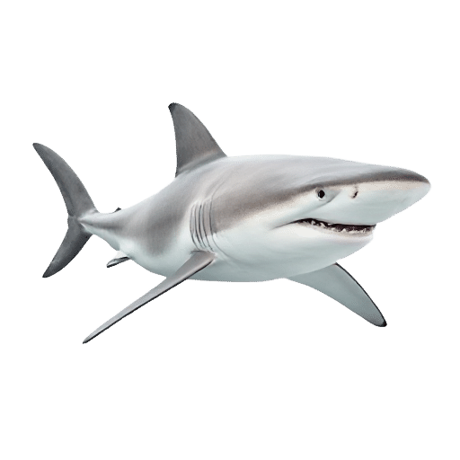 Hammerhead Shark