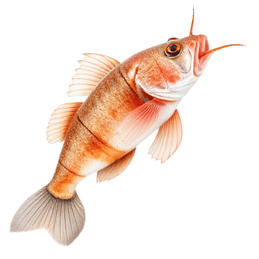 Gurnard