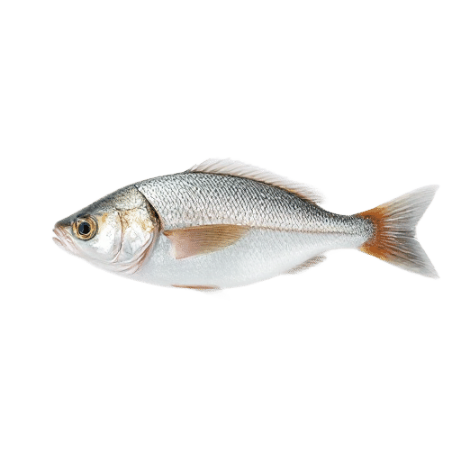 Herring