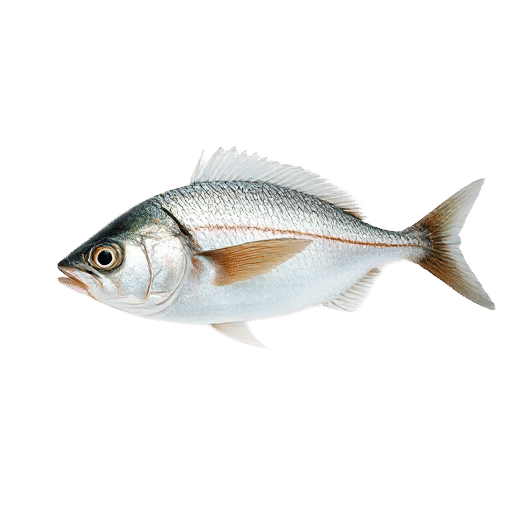 Horse Mackerel