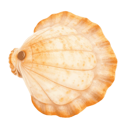 Indian Ocean Scallops