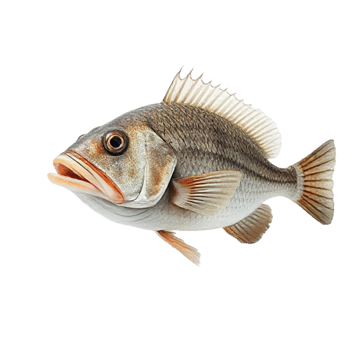 Kelp Fish