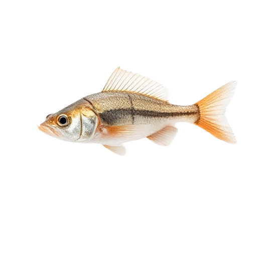 Ladyfish