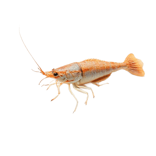 Langoustine