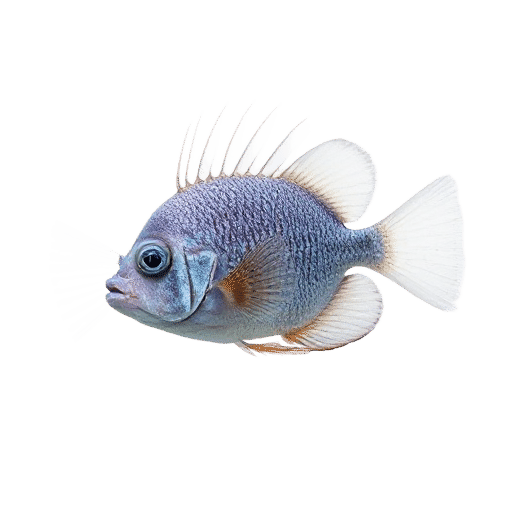 Leaf finned Damselfish