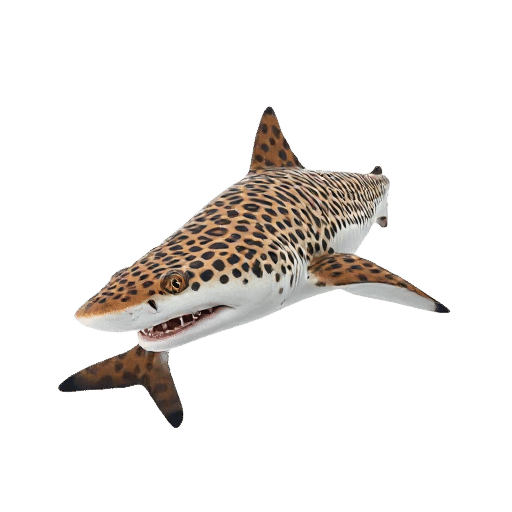 Leopard Shark