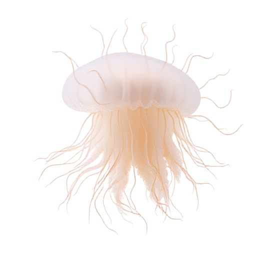 Lion's Mane Jellyfish