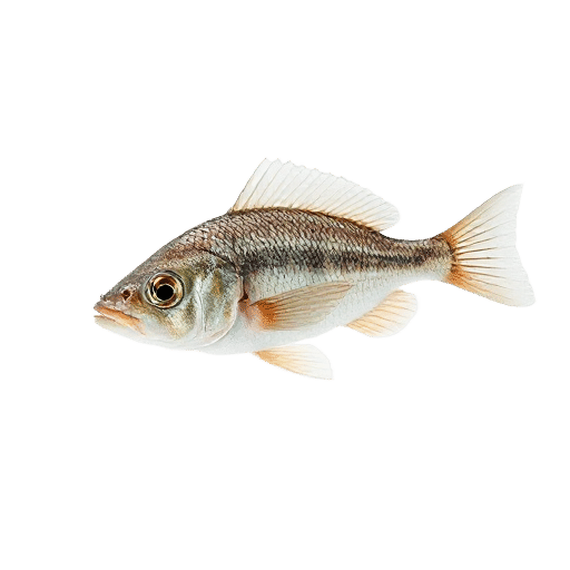Loricaria