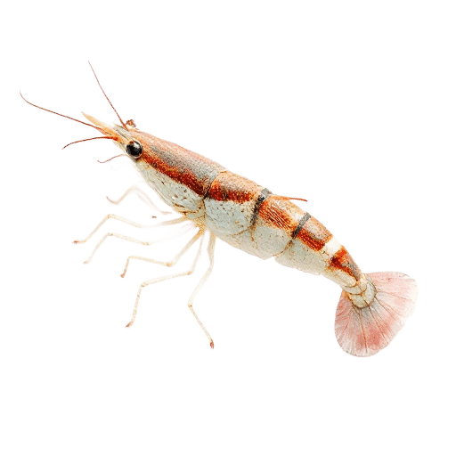 Lostracan Shrimp