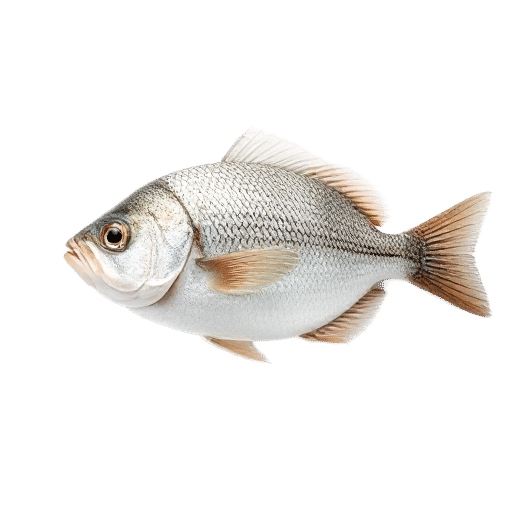 Mediterranean Sea Bass