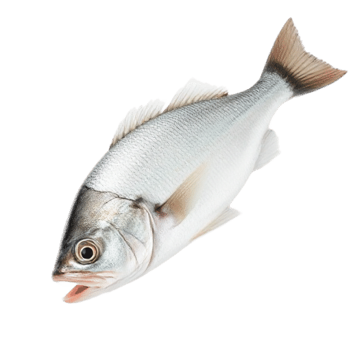 Menhaden