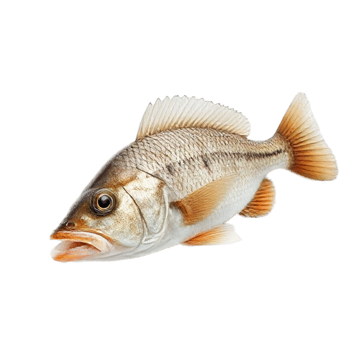 Mullet