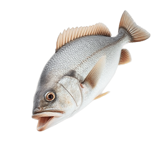Mulloway