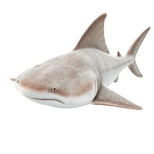 Multirayed Angelshark