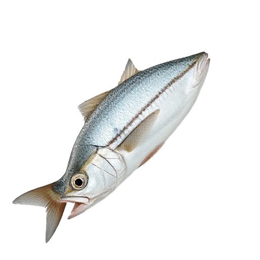 Narrow barred Spanish Mackerel