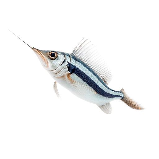 Needlefish
