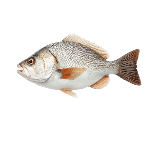 North Sea Cod