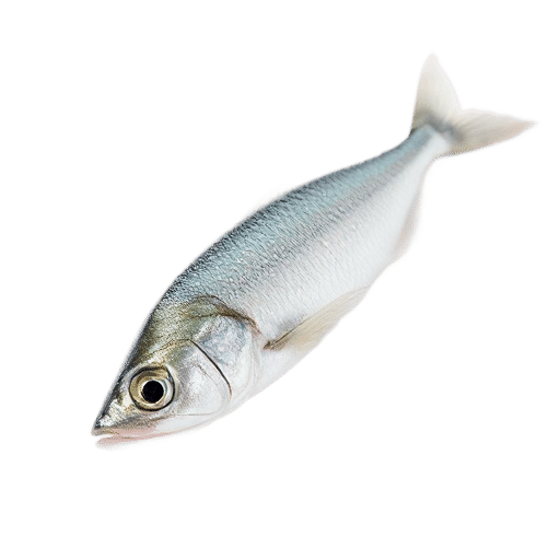 Northern Anchovy