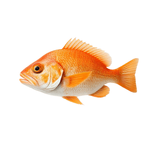 Orange Roughy