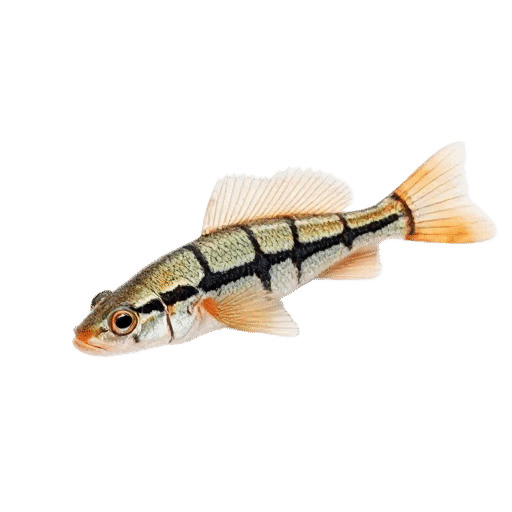 Ouachita Darter