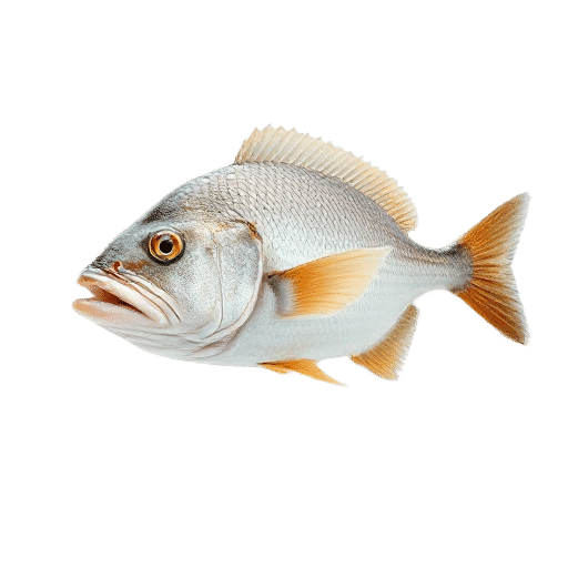 Pacific Cod
