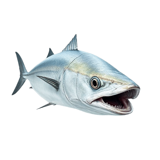 Pacific Barracuda
