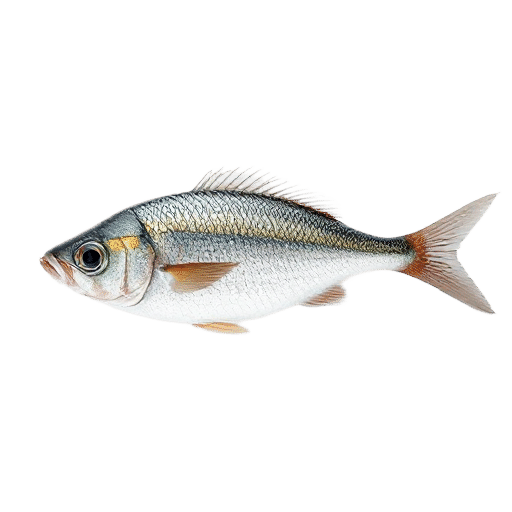 Pacific Sardine