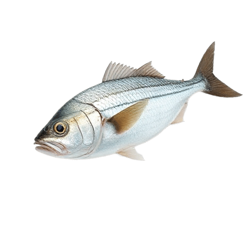 Pacific Mackerel